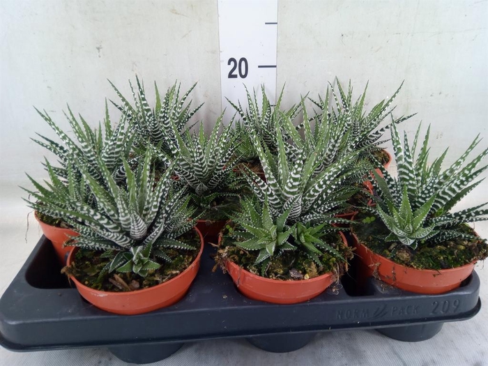 <h4>Haworthia fasciata 'Big Band'</h4>