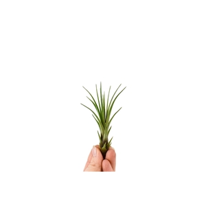 Tillandsia Melanocrater Bonsai (baby)