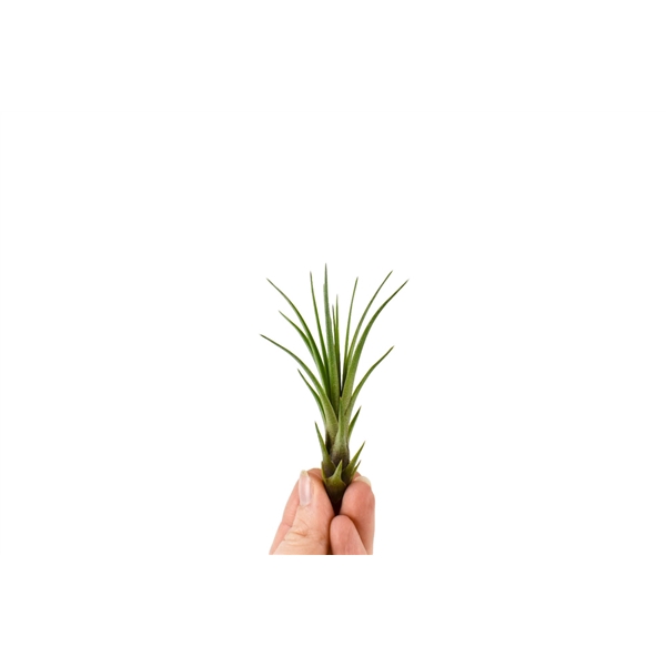 <h4>Tillandsia Melanocrater Bonsai (baby)</h4>