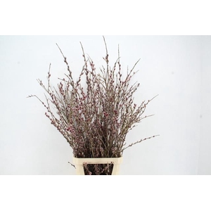 SALIX RED PASSION VERTAKT 120CM
