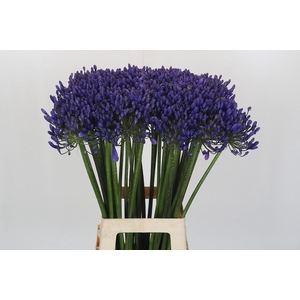 Agapanthus 'Buddy Blue'