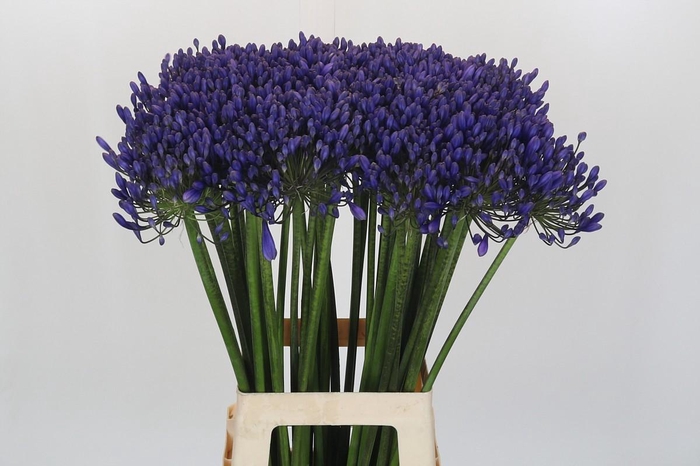 <h4>Agapanthus 'Buddy Blue'</h4>