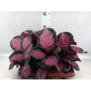 Calathea roseopicta 'Crimson'