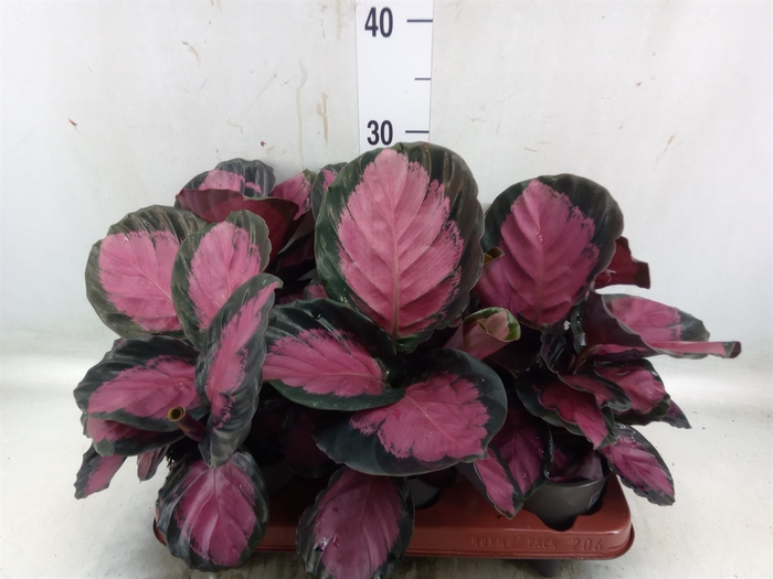 <h4>Calathea roseopicta 'Crimson'</h4>
