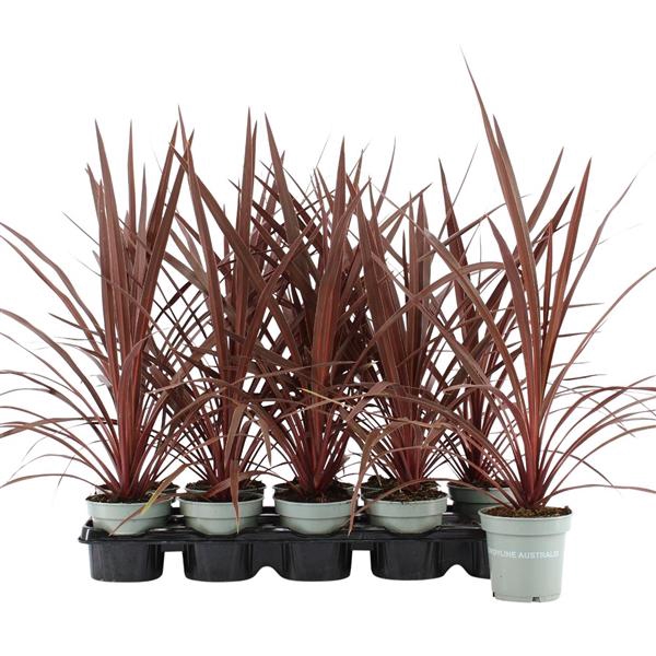 <h4>Cordyline Australis Red Star -11 cm</h4>