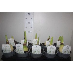 Hipp Intokazi 2 Knop