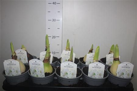 <h4>Hipp Intokazi 2 Knop</h4>