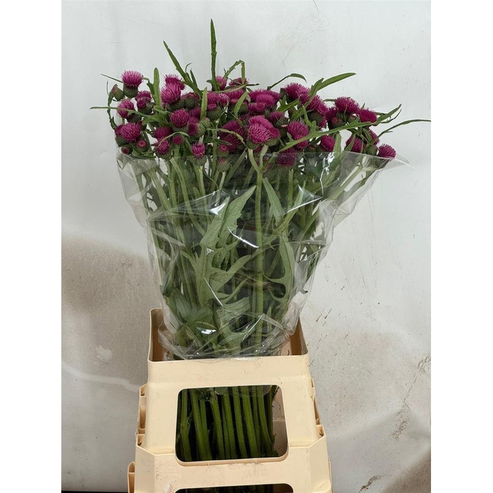 <h4>Cirsium R Atropurpureum</h4>