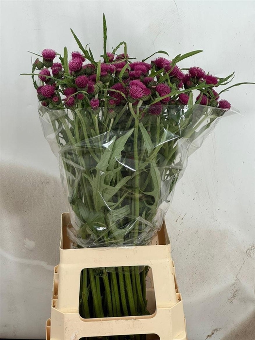 <h4>Cirsium R Atropurpureum</h4>