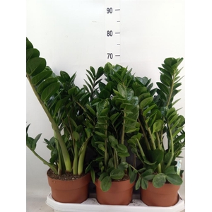 Zamioculcas zamiifolia 'Midori'