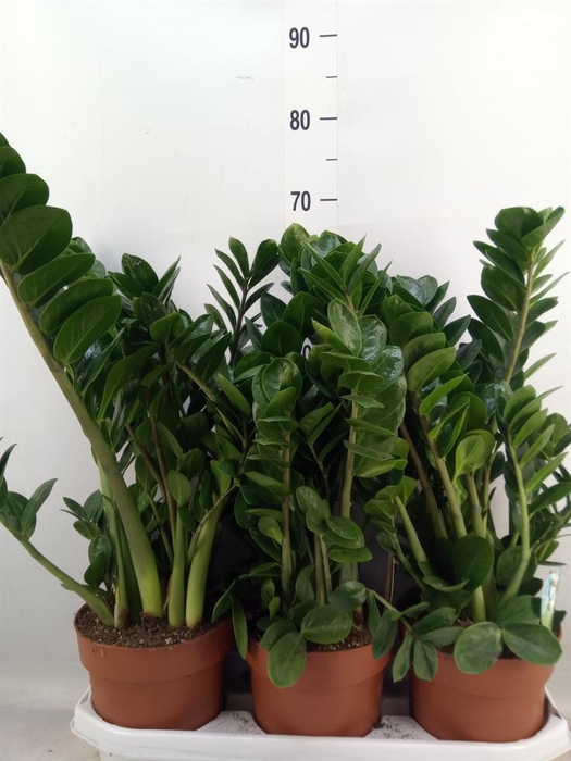 <h4>Zamioculcas zamiifolia 'Midori'</h4>