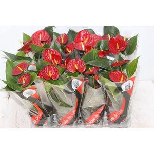 ANTHURIUM RED SUCCESS P09