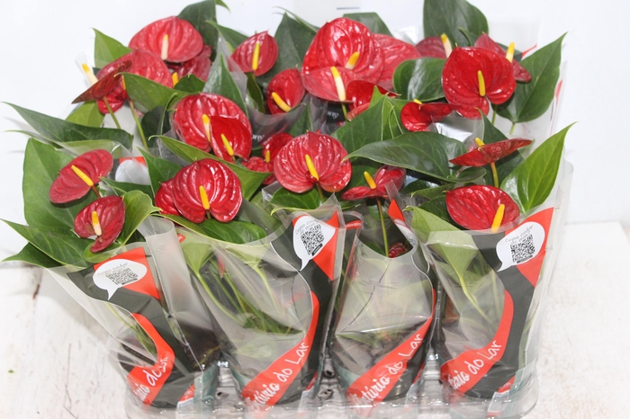 <h4>ANTHURIUM RED SUCCESS P09</h4>
