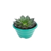 ECHEVERIA HOT CHOCOLAT C21