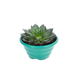 ECHEVERIA HOT CHOCOLAT C21