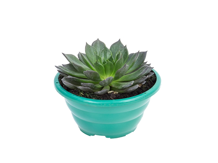 <h4>ECHEVERIA HOT CHOCOLAT C21</h4>