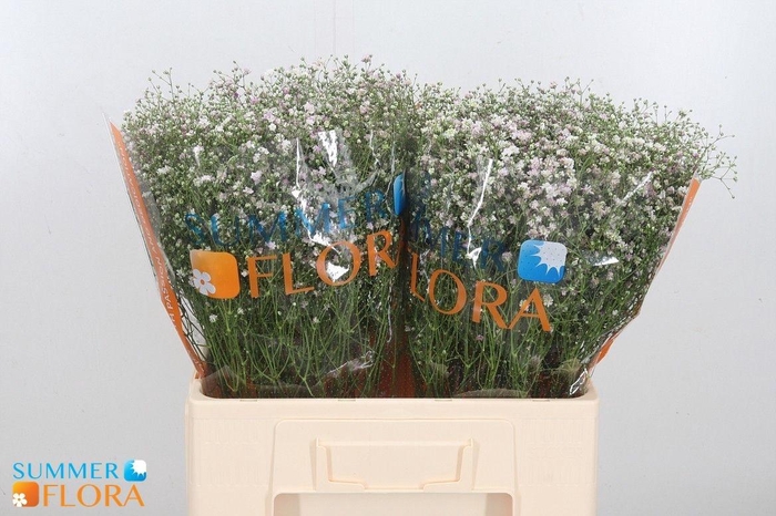 <h4>GYPS PA MY PINK</h4>