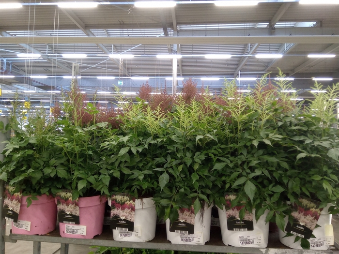 <h4>Astilbe   ...mix</h4>