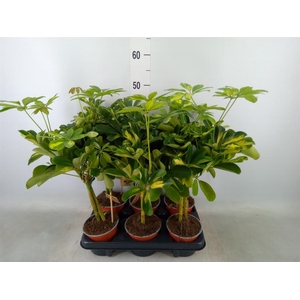 Schefflera arbor. 'Gold Capella'