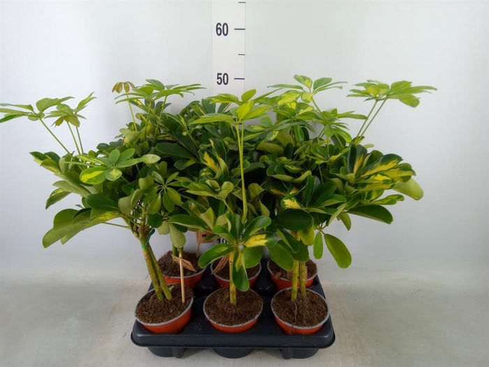 <h4>Schefflera arbor. 'Gold Capella'</h4>