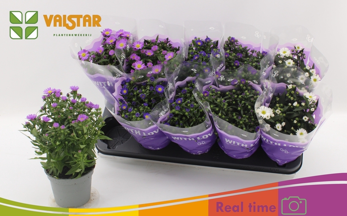 <h4>ASTE STARL GEM</h4>