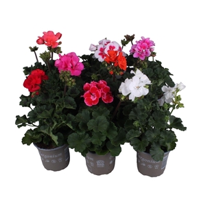Pelargonium Zonale Mixkar
