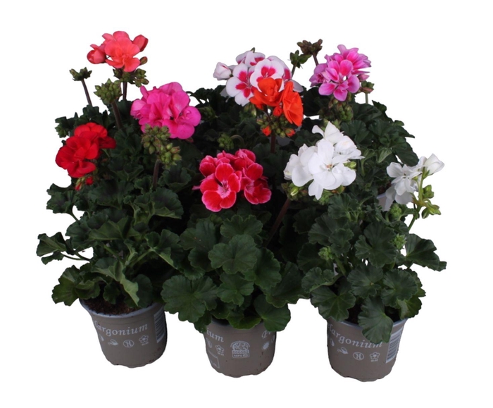 <h4>Pelargonium Zonale Mixkar</h4>