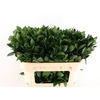 Ruscus Hypophyllum 70