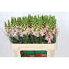 Antirrhinum Avignon Pink