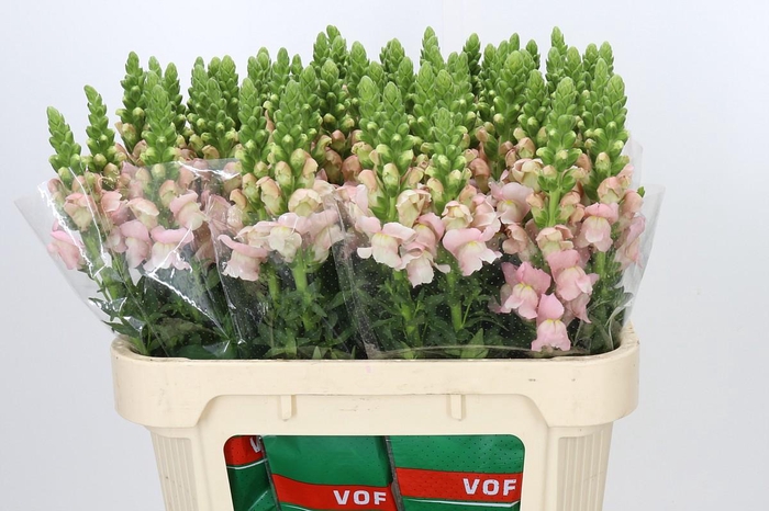 Antirrhinum Avignon Pink