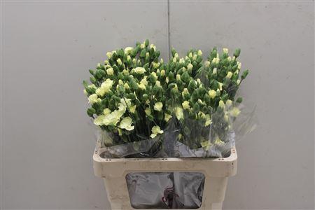 <h4>Di Solomio Blondfly</h4>