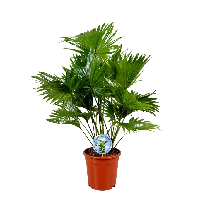 <h4>LIVISTONA ROTUNDIFOL</h4>