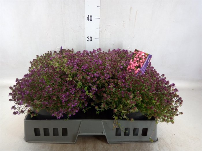 <h4>Thymus praecox 'Purple Beauty'</h4>