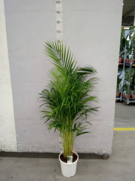 <h4>Dypsis lutescens   ...Chrysalidoca</h4>