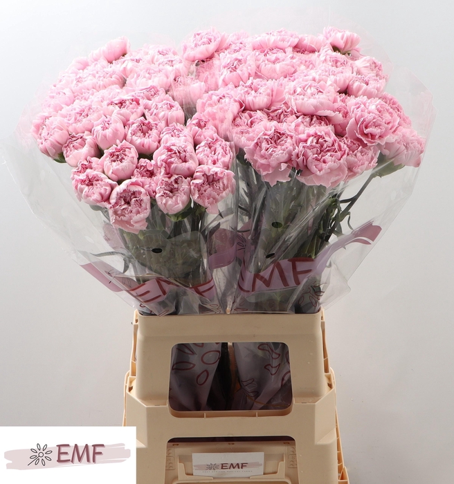 <h4>DI ST LOTUS</h4>