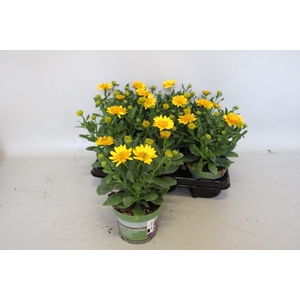 Osteospernum Double Yellow
