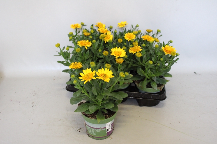 <h4>Osteospernum Double Yellow</h4>