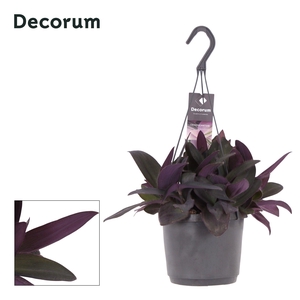Tradescantia Purple Heart