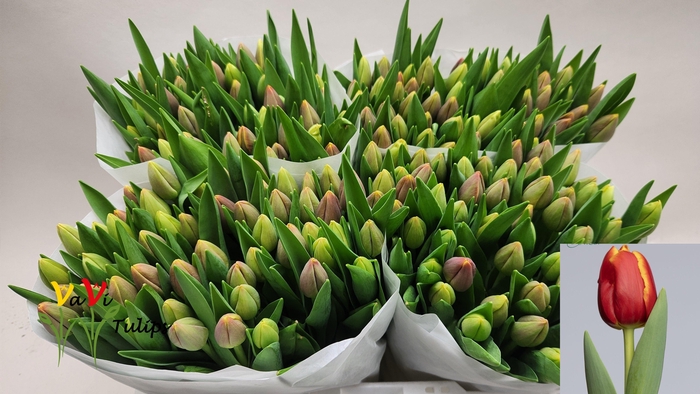 <h4>TU EN REPLAY</h4>