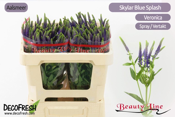 <h4>VERON L SKYLER BLUE</h4>