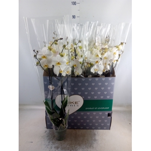 Phalaenopsis   ...white