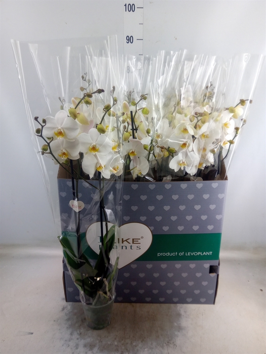 <h4>Phalaenopsis   ...white</h4>