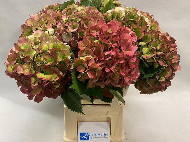 <h4>HYDR M ELBTAL CL</h4>