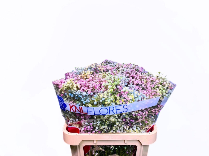 <h4>GYPS LIGHT RAINBOW</h4>