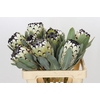 Protea Barbigera Snow Leopard Air