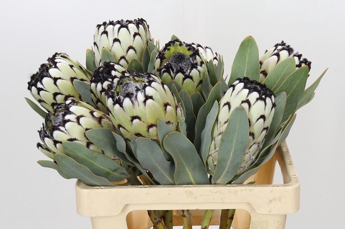 Protea Barbigera Snow Leopard Air
