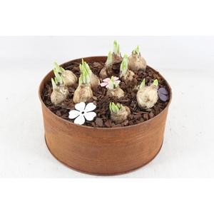 arr4 Narcis PL - Zin roest rond L