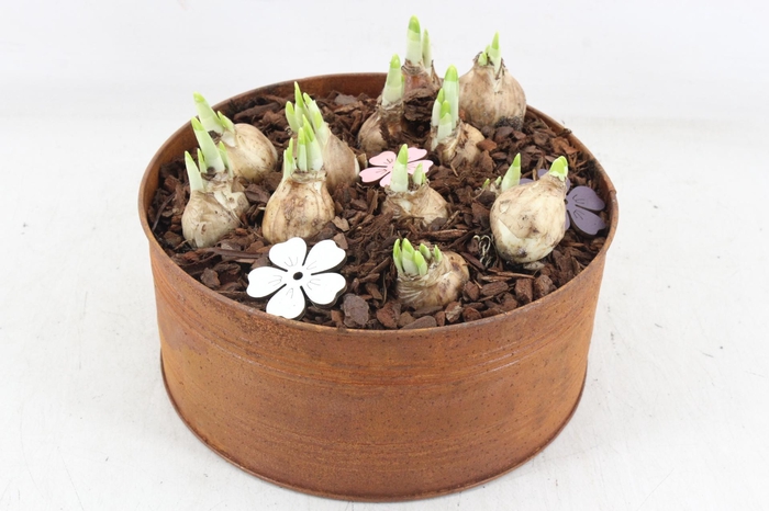 <h4>arr4 Narcis PL - Zin roest rond L</h4>