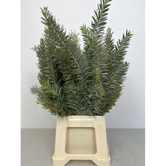 <h4>ACACIA DENNIS SILVER MOON</h4>