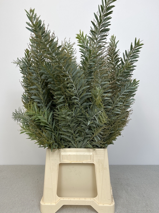 ACACIA DENNIS SILVER MOON